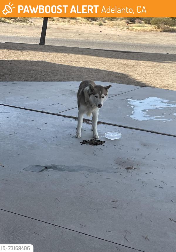 Found/Stray Unknown Dog last seen Westside Park Elementary, Adelanto, CA 92301