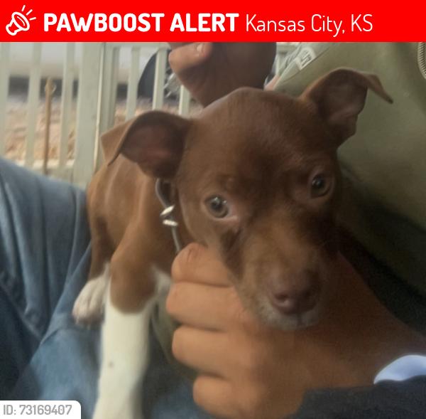 Lost Male Dog last seen Sandusky Ave, Kansas City, KS 66102