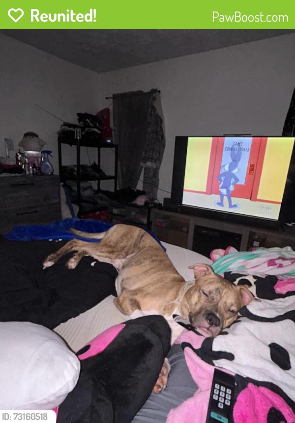 Reunited Male Dog last seen Clifford and Portland, Rochester, NY 14605