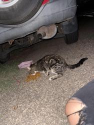 Found/Stray Male Cat last seen West tanager pl Sioux Falls sd, Sioux Falls, SD 57107