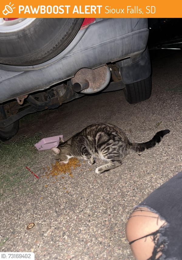 Found/Stray Male Cat last seen West tanager pl Sioux Falls sd, Sioux Falls, SD 57107