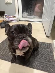 Lost Female Dog last seen Dowling and Penn, Minneapolis, MN 55412