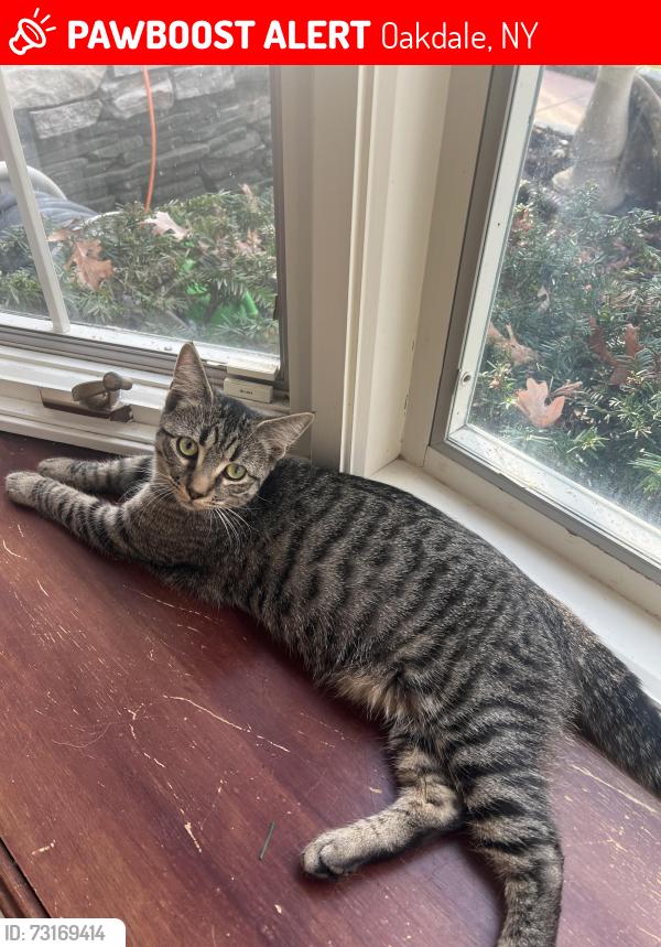 Lost Female Cat last seen Fernwood & Edgewood ave , Oakdale 11769, Oakdale, NY 11769