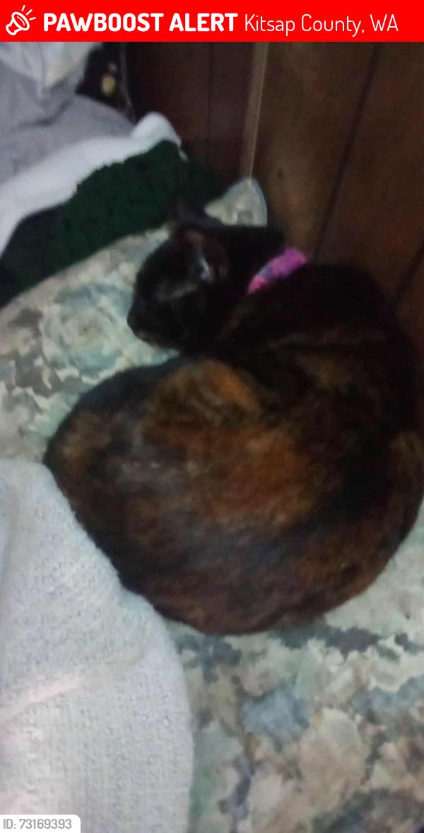 Lost Female Cat last seen King Road, Kitsap County, WA 98367