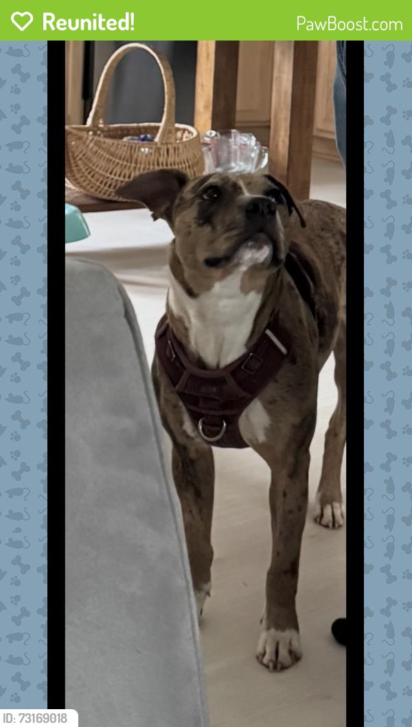 Reunited Female Dog last seen Lewis road, Gastonia, NC 28052