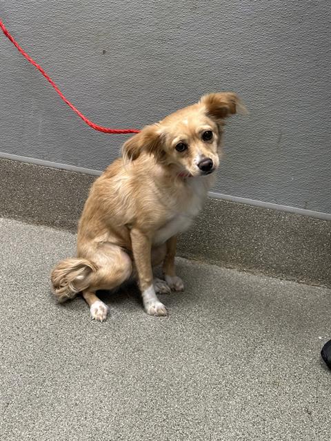 Shelter Stray Female Dog last seen Near BLOCK W. CAREY AVE., NORTH LAS VEGAS, NV, 655 N Mojave Rd, Las Vegas, NV 89101, USA