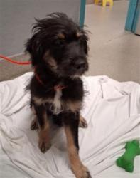 Shelter Stray Male Dog last seen J ST & W LAKE MEAD BLVD, 655 N Mojave Rd, Las Vegas, NV 89101, USA