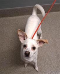 Shelter Stray Male Dog last seen , 655 N Mojave Rd, Las Vegas, NV 89101, USA