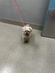 Shelter Stray Female Dog last seen SUNRISE AVE | N HONOLULU ST, 655 N Mojave Rd, Las Vegas, NV 89101, USA