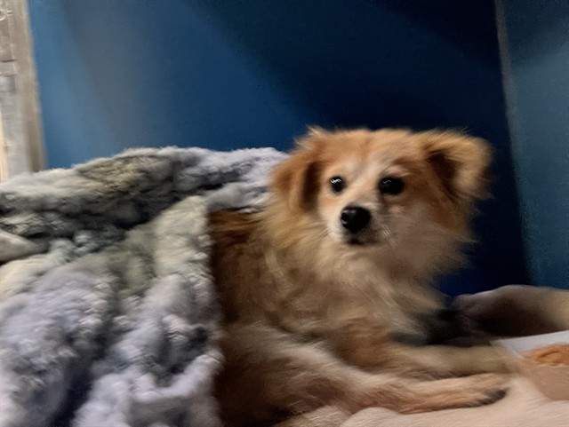 Shelter Stray Female Dog last seen , 600 Aviation Dr, Camarillo, CA 93010, USA