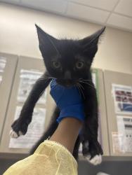 Shelter Stray Male Cat last seen N NELLIS BLVD & E CHARLESTON BLVD, 655 N Mojave Rd, Las Vegas, NV 89101, USA
