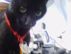 Shelter Stray Female Cat last seen CHARLOTTE, 8315 Byrum Dr, Charlotte, NC 28217, USA