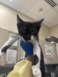 Shelter Stray Male Cat last seen N NELLIS BLVD & E CHARLESTON BLVD, 655 N Mojave Rd, Las Vegas, NV 89101, USA
