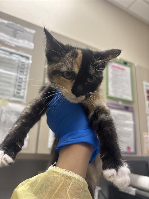 Shelter Stray Female Cat last seen N NELLIS BLVD & E CHARLESTON BLVD, 655 N Mojave Rd, Las Vegas, NV 89101, USA