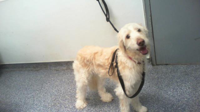 Shelter Stray Female Dog last seen CHARLOTTE, 8315 Byrum Dr, Charlotte, NC 28217, USA
