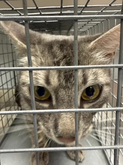Shelter Stray Female Cat last seen PALOS VERDES ST & E TWAIN AVE, 655 N Mojave Rd, Las Vegas, NV 89101, USA