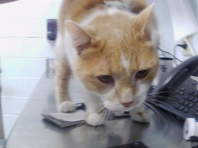 Shelter Stray Male Cat last seen CHARLOTTE, 8315 Byrum Dr, Charlotte, NC 28217, USA