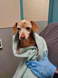 Shelter Stray Male Dog last seen E BONANZA RD & N SANDHILL RD, 655 N Mojave Rd, Las Vegas, NV 89101, USA