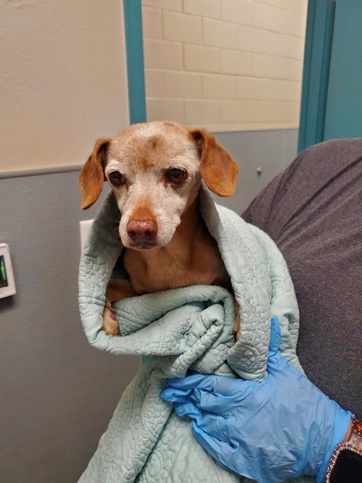 Shelter Stray Male Dog last seen E BONANZA RD & N SANDHILL RD, 655 N Mojave Rd, Las Vegas, NV 89101, USA