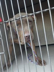 Shelter Stray Male Dog last seen Near BLOCK N 28TH ST, LAS VEGAS NV 89101, 655 N Mojave Rd, Las Vegas, NV 89101, USA