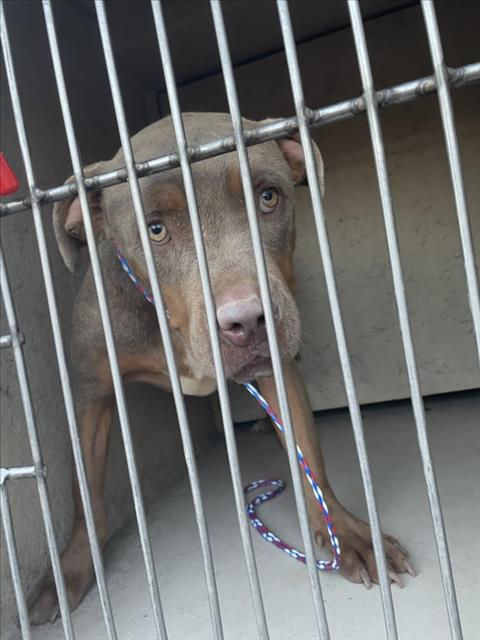 Shelter Stray Male Dog last seen Near BLOCK N 28TH ST, LAS VEGAS NV 89101, 655 N Mojave Rd, Las Vegas, NV 89101, USA
