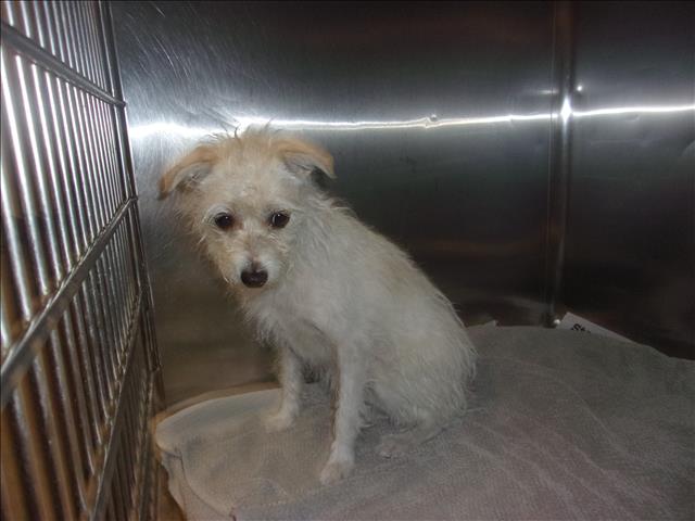 Shelter Stray Female Dog last seen , 14409 Vanowen St, Van Nuys, CA 91405, USA