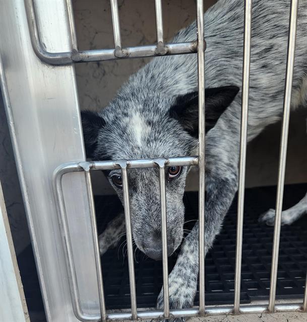 Shelter Stray Male Dog last seen Near BLOCK ELEGANT SAINT CT, LAS VEGAS NV 89115, 655 N Mojave Rd, Las Vegas, NV 89101, USA