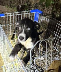 Shelter Stray Male Dog last seen Near BLOCK BENITA, 4710 TX-151, San Antonio, TX 78227, USA