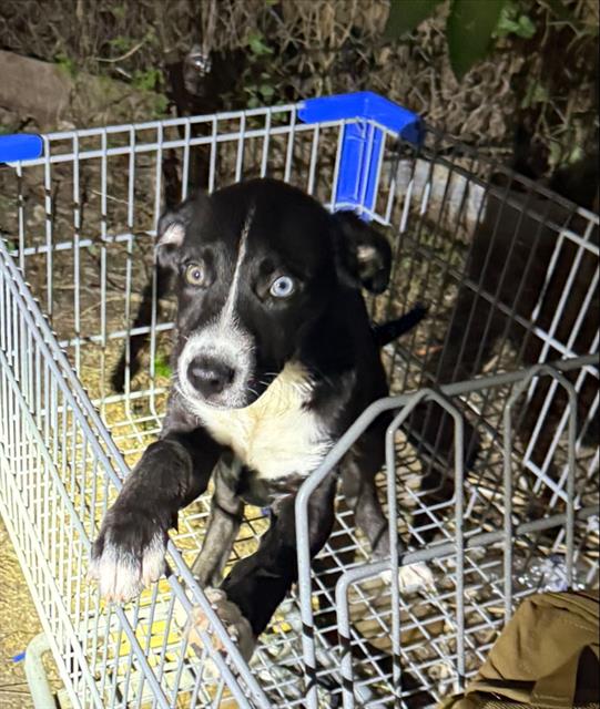 Shelter Stray Male Dog last seen Near BLOCK BENITA, 4710 TX-151, San Antonio, TX 78227, USA