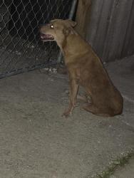 Shelter Stray Male Dog last seen Near BLOCK DIAMONDBACK TRAIL, 4710 TX-151, San Antonio, TX 78227, USA