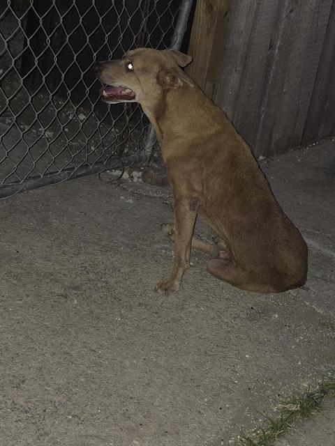 Shelter Stray Male Dog last seen Near BLOCK DIAMONDBACK TRAIL, 4710 TX-151, San Antonio, TX 78227, USA