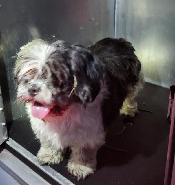 Shelter Stray Male Dog last seen Near KIRK PLACE, 4710 TX-151, San Antonio, TX 78227, USA