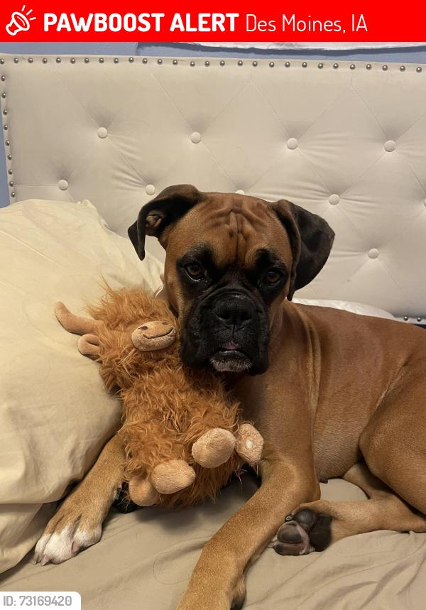 Lost Female Dog last seen Near e granger ave, Des Moines, IA 50309