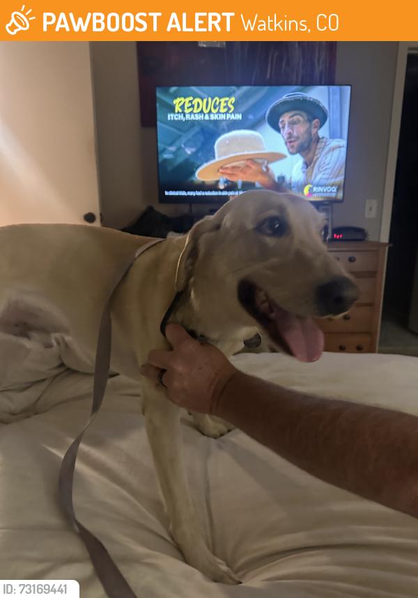 Found/Stray Male Dog last seen Prairie view watkins co, Watkins, CO 80137