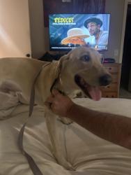 Found/Stray Male Dog last seen Prairie view watkins co, Watkins, CO 80137