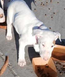 Reunited Female Dog last seen Buckley and Asbury, Aurora, CO 80013