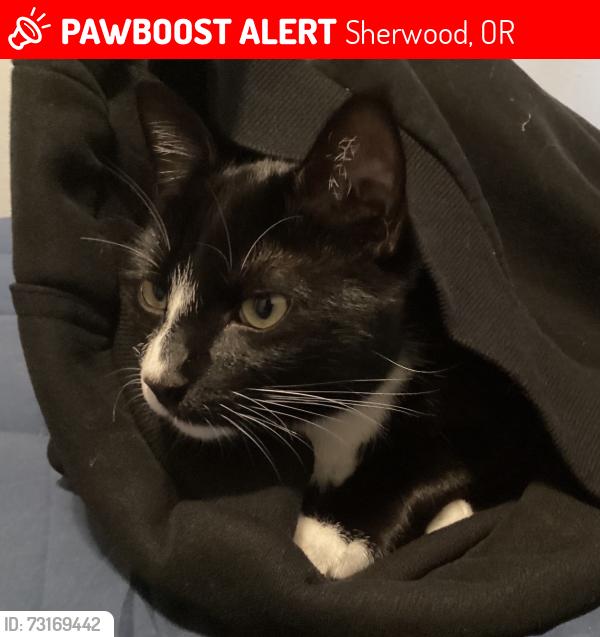 Lost Male Cat last seen Bell rd. - by chehalem est winery, Sherwood, OR 97140