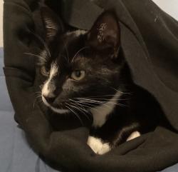 Lost Male Cat last seen Bell rd. - by chehalem est winery, Sherwood, OR 97140