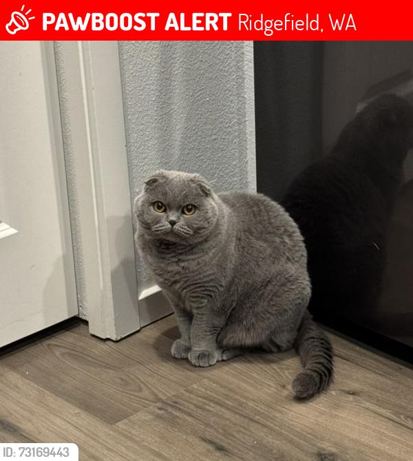 Lost Male Cat last seen Ridgefield High School, Ridgefield, WA 98642
