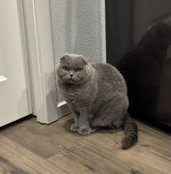 Lost Male Cat last seen Ridgefield High School, Ridgefield, WA 98642