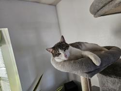 Lost Male Cat last seen Colfax in downtown Bennett, Bennett, CO 80102