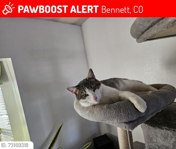 Lost Male Cat last seen Colfax in downtown Bennett, Bennett, CO 80102
