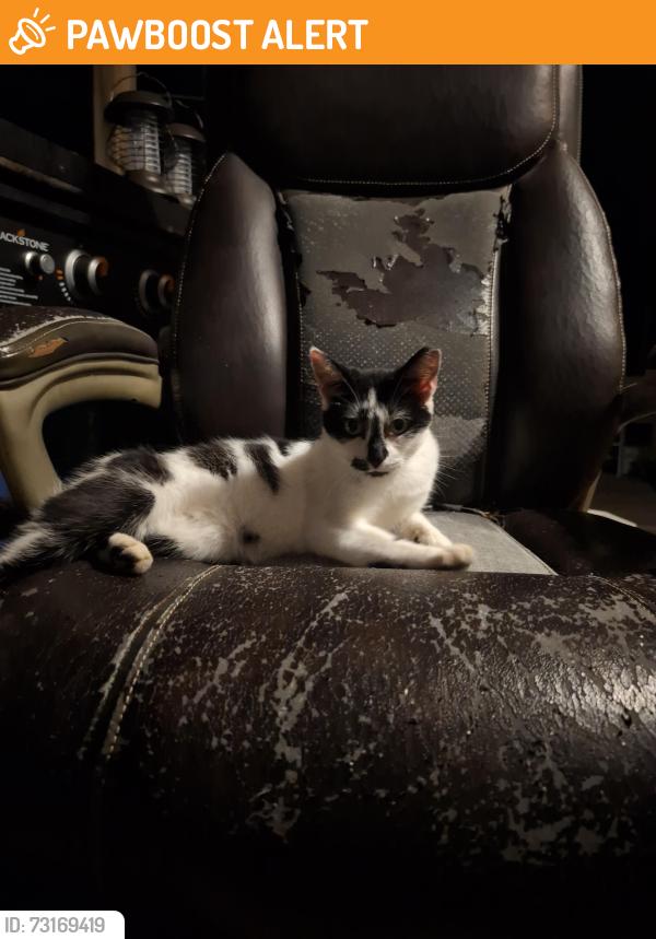 Found/Stray Female Cat last seen Near Cedar Square Rd and Poole Rd, Randolph County, NC 27263