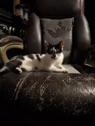 Found/Stray Female Cat last seen Near Cedar Square Rd and Poole Rd, Randolph County, NC 27263