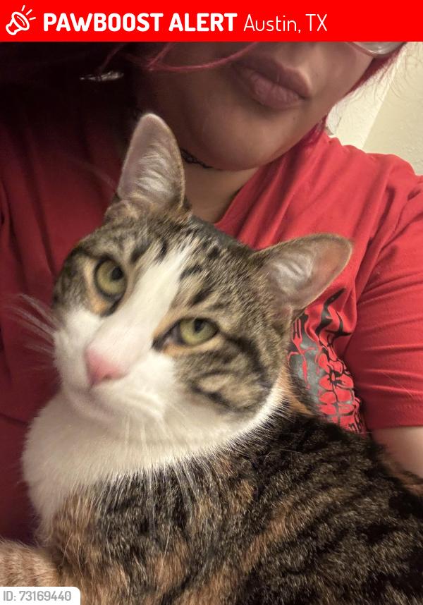 Lost Female Cat last seen Robin ridge ln, Austin, TX 78750