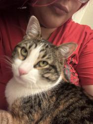 Lost Female Cat last seen Robin ridge ln, Austin, TX 78750