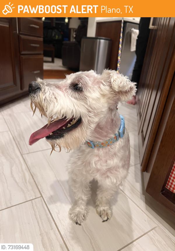 Found/Stray Male Dog last seen Custer rd and McDermott rd, Plano, TX 75025