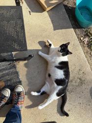 Lost Female Cat last seen Dynasty & Evans, Cary, NC 27513
