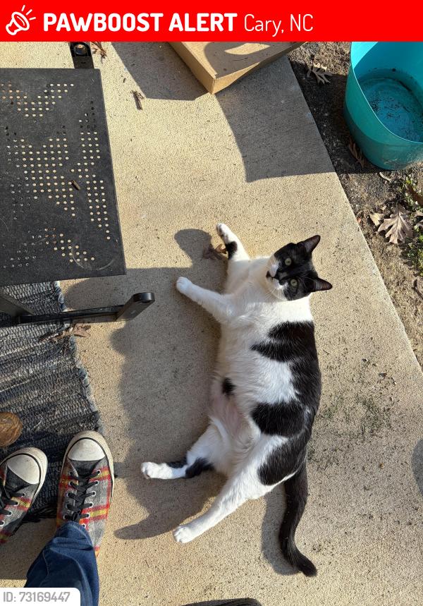 Lost Female Cat last seen Dynasty & Evans, Cary, NC 27513