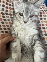 Lost Male Cat last seen Chestnut and Encinal, Alameda, CA 94501